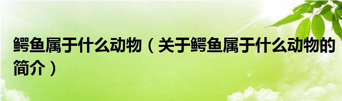 鱷魚屬于什么動物（關于鱷魚屬于什么動物的簡介）