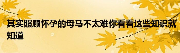 其實照顧懷孕的母馬不太難你看看這些知識就知道