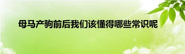 母馬產駒前后我們該懂得哪些常識呢