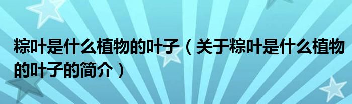 粽葉是什么植物的葉子（關(guān)于粽葉是什么植物的葉子的簡(jiǎn)介）