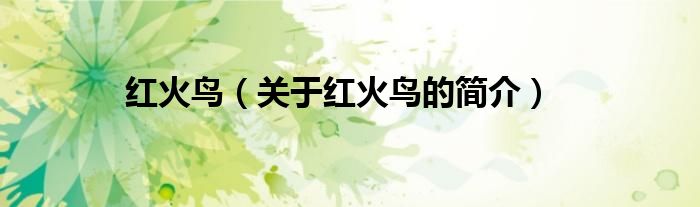 紅火鳥(niǎo)（關(guān)于紅火鳥(niǎo)的簡(jiǎn)介）