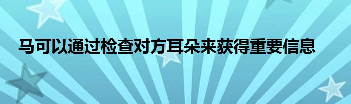 馬可以通過檢查對(duì)方耳朵來獲得重要信息