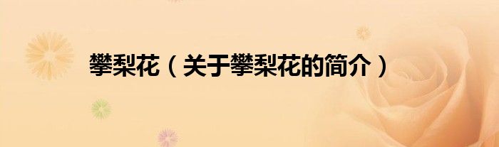 攀梨花（關(guān)于攀梨花的簡(jiǎn)介）