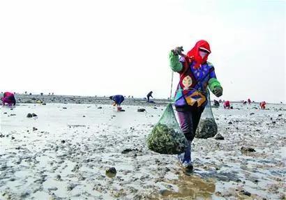 海蠣子加入“趕海套餐”:鋪滿(mǎn)海灘