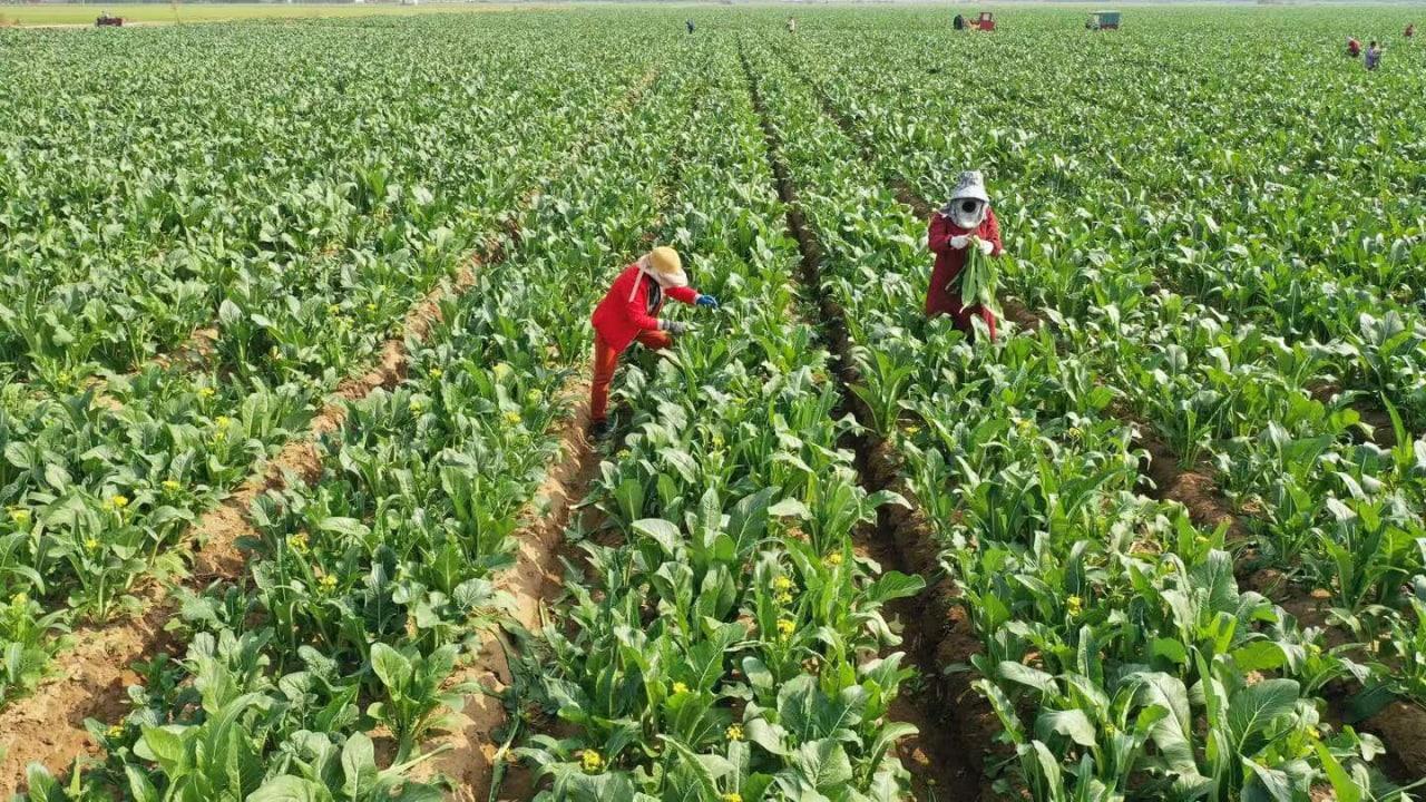 多地蔬菜滯銷后，河南出臺十條措施幫農(nóng)民賣菜