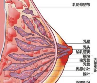 胸大小不一樣正常嗎？