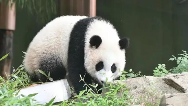 美國動物園將歸還大熊貓丫丫和樂樂