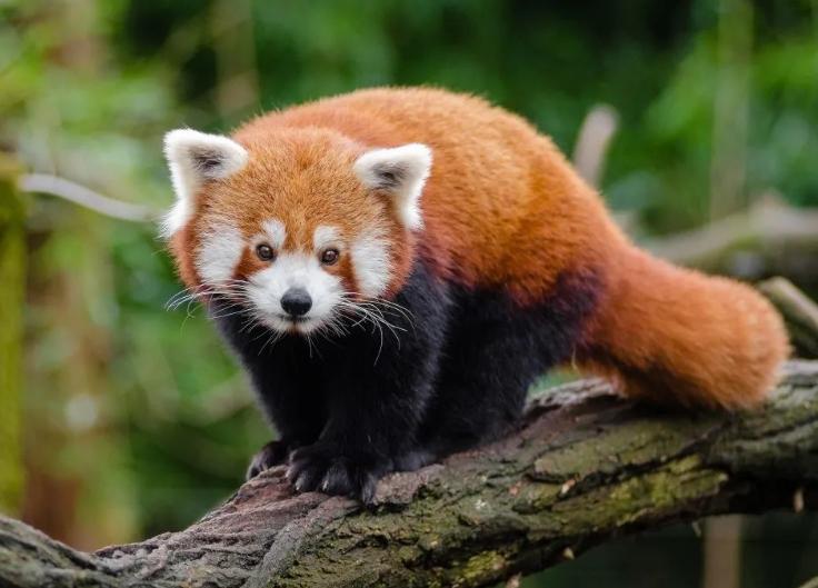 四川樂山警方成功破獲野生小熊貓案，部分小熊貓在轉(zhuǎn)交野生動物園后陸續(xù)死亡引發(fā)質(zhì)疑