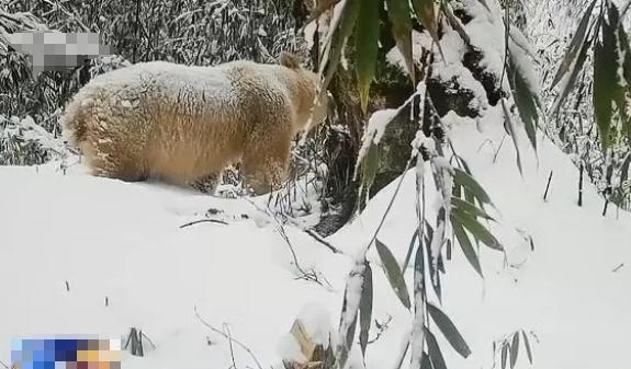 白化動物，探秘自然界奇特神秘個體