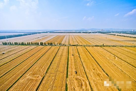 中國(guó)豐收速度揭秘：各地三夏搶收進(jìn)度數(shù)字解讀