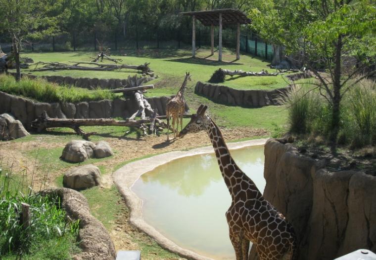 震驚！動物園深夜遭拆，多只保護(hù)動物傷亡，園方稱曾遭整改要求