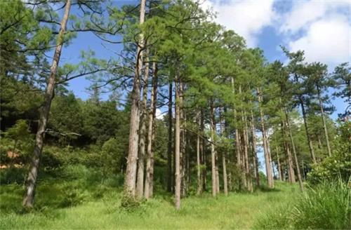 大熊貓國(guó)家公園索道公司砍伐珙桐案件引發(fā)生態(tài)環(huán)境修復(fù)爭(zhēng)議