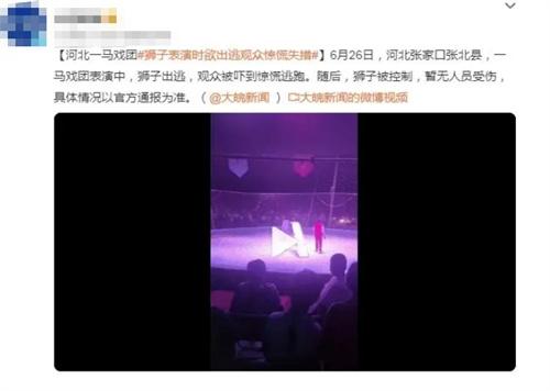 河北張家口張北縣馬戲團獅子出逃事件：觀眾驚慌逃離，暫無傷亡