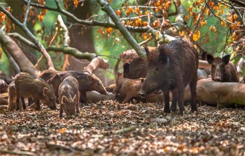 新名錄調整保護我國野生動物資源：葉麂、壽帶入選“三有”名錄，野豬調出