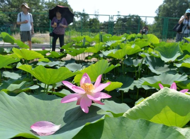 百歲古蓮：國家植物園專家妙手回春，圓明園幸存的珍貴遺產(chǎn)綻放芬芳