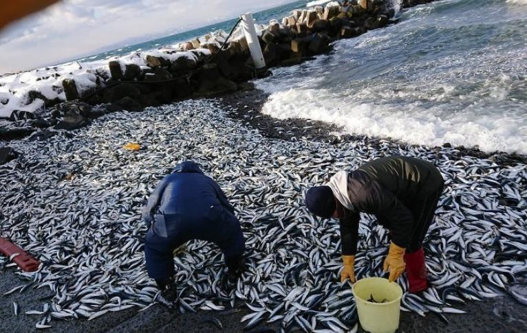 日本熊本縣漁港驚現(xiàn)大規(guī)模沙丁魚(yú)集體死亡，究竟是什么原因？